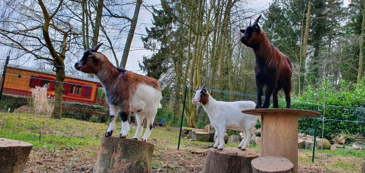 La Fermette Des Ramolleux Villa Crécy-en-Ponthieu Exteriör bild