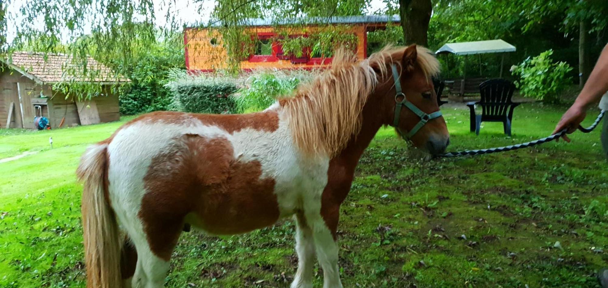 La Fermette Des Ramolleux Villa Crécy-en-Ponthieu Rum bild