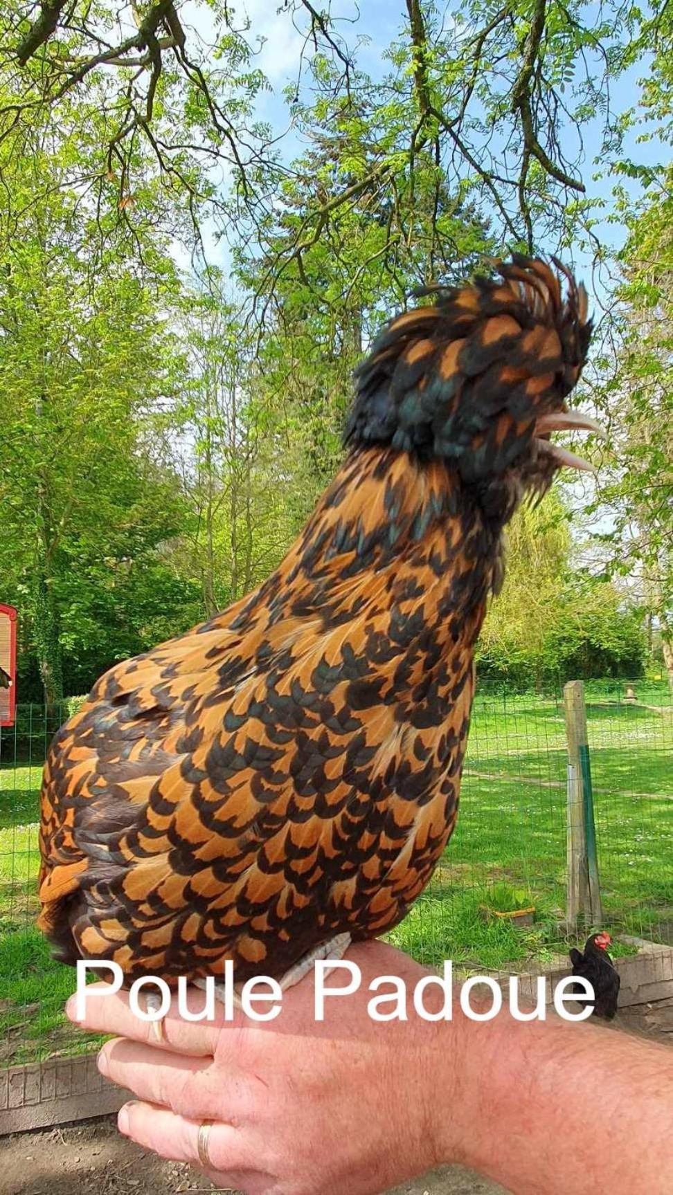 La Fermette Des Ramolleux Villa Crécy-en-Ponthieu Exteriör bild